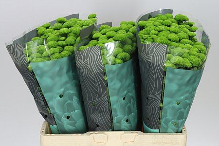 Farm Fresh Santini Country (Bunch of 25 stems, Length 55cm)