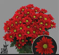 Farm Fresh Spray Chrysanthemum T Bontempi (Bunch of 5 stems, Length 70cm) (PACK OF 2)