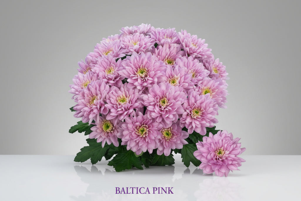 Farm Fresh Spray Chrysanthemum T Baltica Pink (Bunch of 5 stems, Length 70cm) (PACK OF 2)