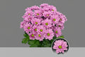 Farm Fresh Spray Chrysanthemum T Resq (Bunch of 5 stems, Length 70cm) (PACK OF 2)