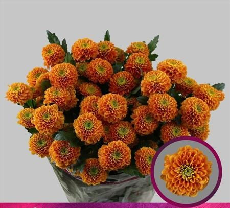 Farm Fresh Spray Chrysanthemum T Lionking (Bunch of 5 stems, Length 70cm) (PACK OF 2)