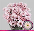 Farm Fresh Spray Chrysanthemum T Babe (Bunch of 5 stems, Length 70cm) (PACK OF 2)