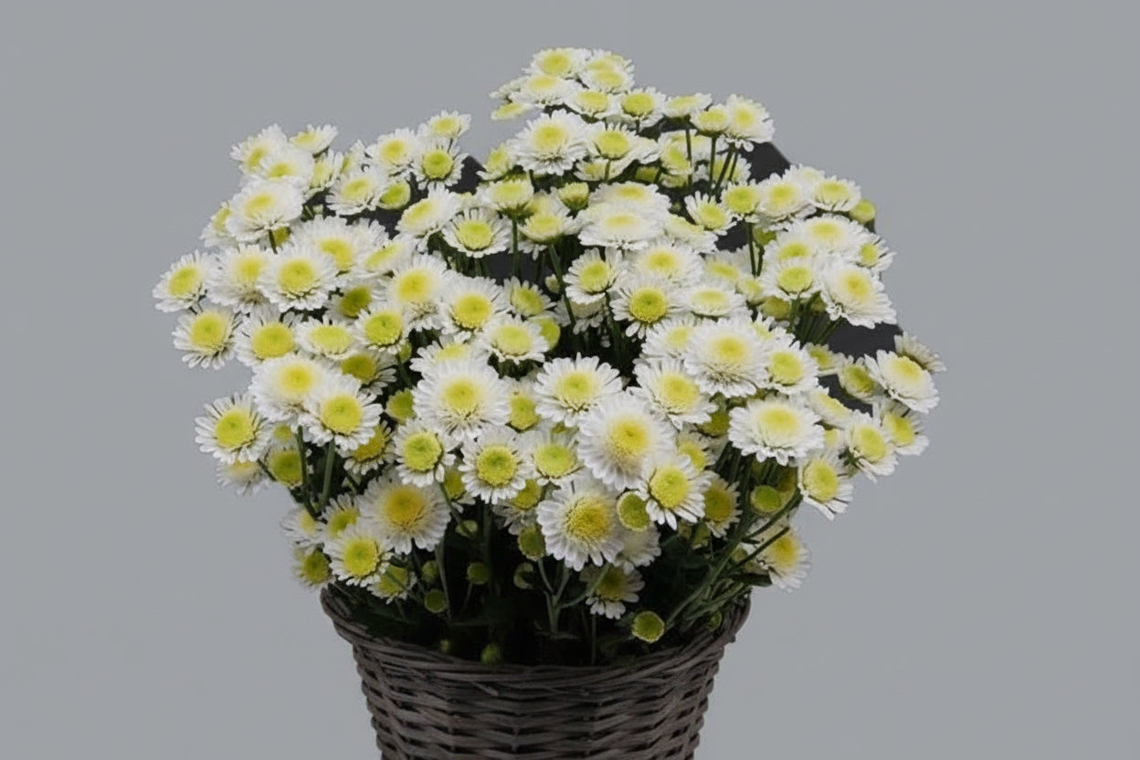 Farm Fresh Spray Chrysanthemum T Stallion (Bunch of 5 stems, Length 70cm) (PACK OF 2)