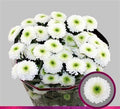 Farm Fresh Spray Chrysanthemum T Daydream (Bunch of 5 stems, Length 70cm) (PACK OF 2)