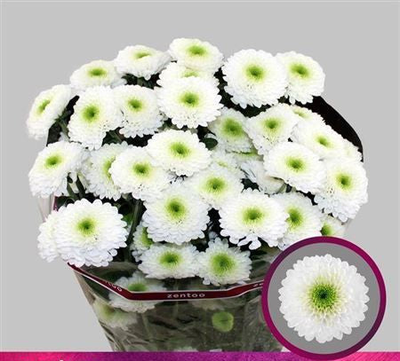 Farm Fresh Spray Chrysanthemum T Daydream (Bunch of 5 stems, Length 70cm) (PACK OF 2)