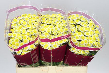 Farm Fresh Santini Sun Up (Bunch of 25 stems, Length 55cm)