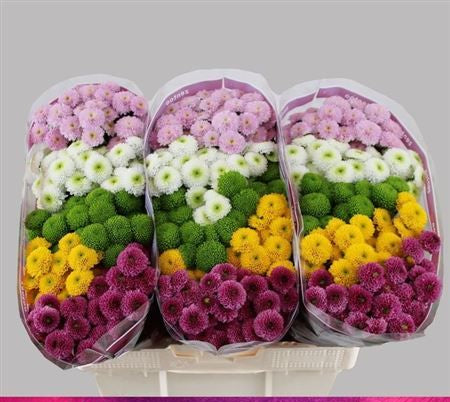 Farm Fresh Santini Pompoen Mixed (Bunch of 25 stems, Length 55cm)