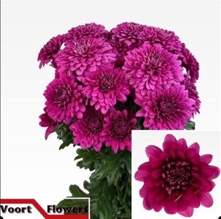 Farm Fresh Spray Chrysanthemum T Lamira (Bunch of 5 stems, Length 70cm) (PACK OF 2)