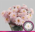 Farm Fresh Spray Chrysanthemum T Pastela Rose (Bunch of 5 stems, Length 70cm) (PACK OF 2)