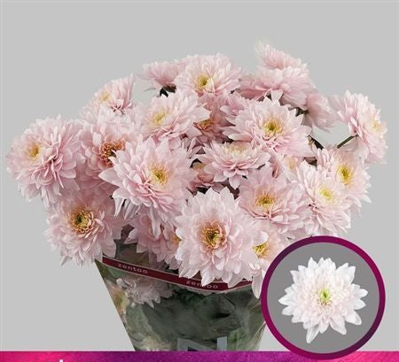 Farm Fresh Spray Chrysanthemum T Pastela Rose (Bunch of 5 stems, Length 70cm) (PACK OF 2)