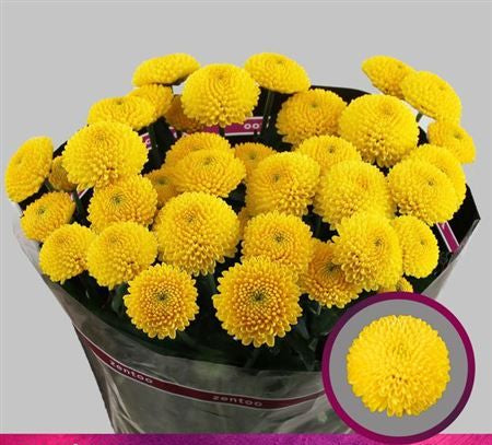 Farm Fresh Spray Chrysanthemum T Limoncello (Bunch of 5 stems, Length 70cm) (PACK OF 2)
