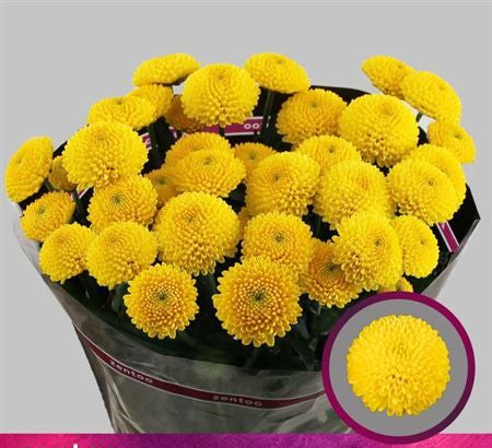 Farm Fresh Spray Chrysanthemum T Pina Colada Yellow (Bunch of 5 stems, Length 70cm) (PACK OF 2)