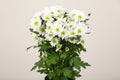 Farm Fresh Spray Chrysanthemum T Radost (Bunch of 5 stems, Length 70cm) (PACK OF 2)