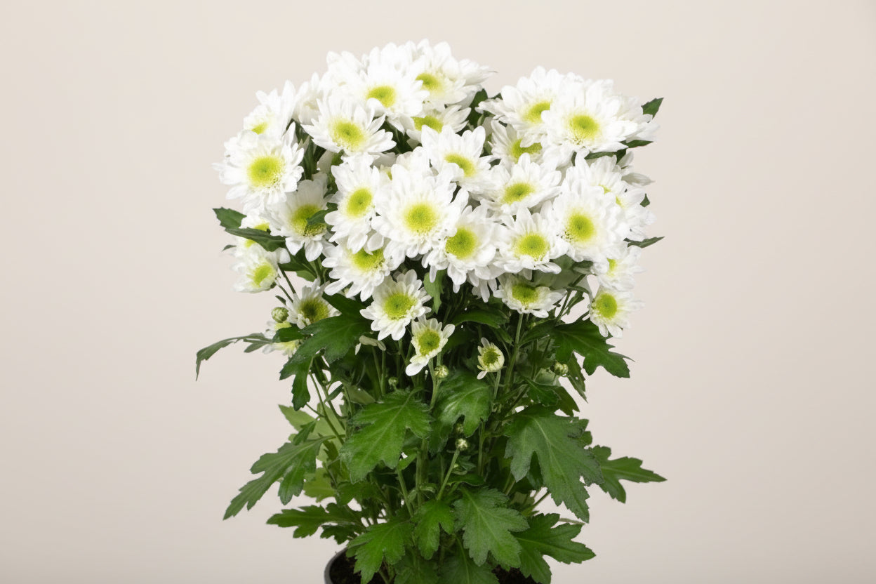 Farm Fresh Spray Chrysanthemum T Radost (Bunch of 5 stems, Length 70cm) (PACK OF 2)