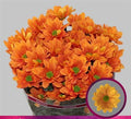 Farm Fresh Spray Chrysanthemum T Kaya (Bunch of 5 stems, Length 70cm) (PACK OF 2)
