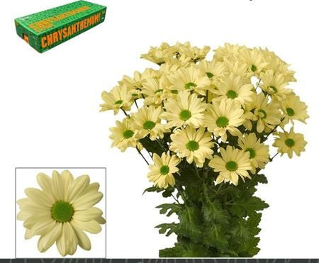 Farm Fresh Spray Chrysanthemum T Kennedy Cream (Bunch of 5 stems, Length 70cm) (PACK OF 2)