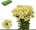Farm Fresh Spray Chrysanthemum T Kennedy Cream (Bunch of 5 stems, Length 70cm) (PACK OF 2)