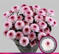 Farm Fresh Spray Chrysanthemum T Abbey (Bunch of 5 stems, Length 70cm) (PACK OF 2)
