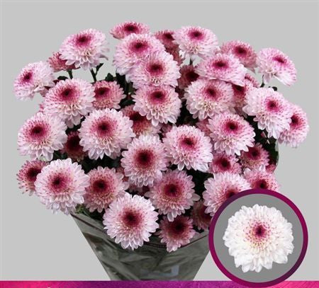 Farm Fresh Spray Chrysanthemum T Abbey (Bunch of 5 stems, Length 70cm) (PACK OF 2)