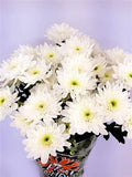 Farm Fresh Spray Chrysanthemum T Bonita (Bunch of 5 stems, Length 70cm) (PACK OF 2)