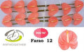 Farm Fresh Anthuriums Farao (Box of 12 Stems)