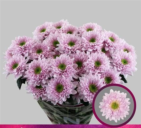 Farm Fresh Spray Chrysanthemum T Commander Pink (Bunch of 5 stems, Length 70cm) (PACK OF 2)