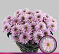 Farm Fresh Spray Chrysanthemum T Commander Pink (Bunch of 5 stems, Length 70cm) (PACK OF 2)