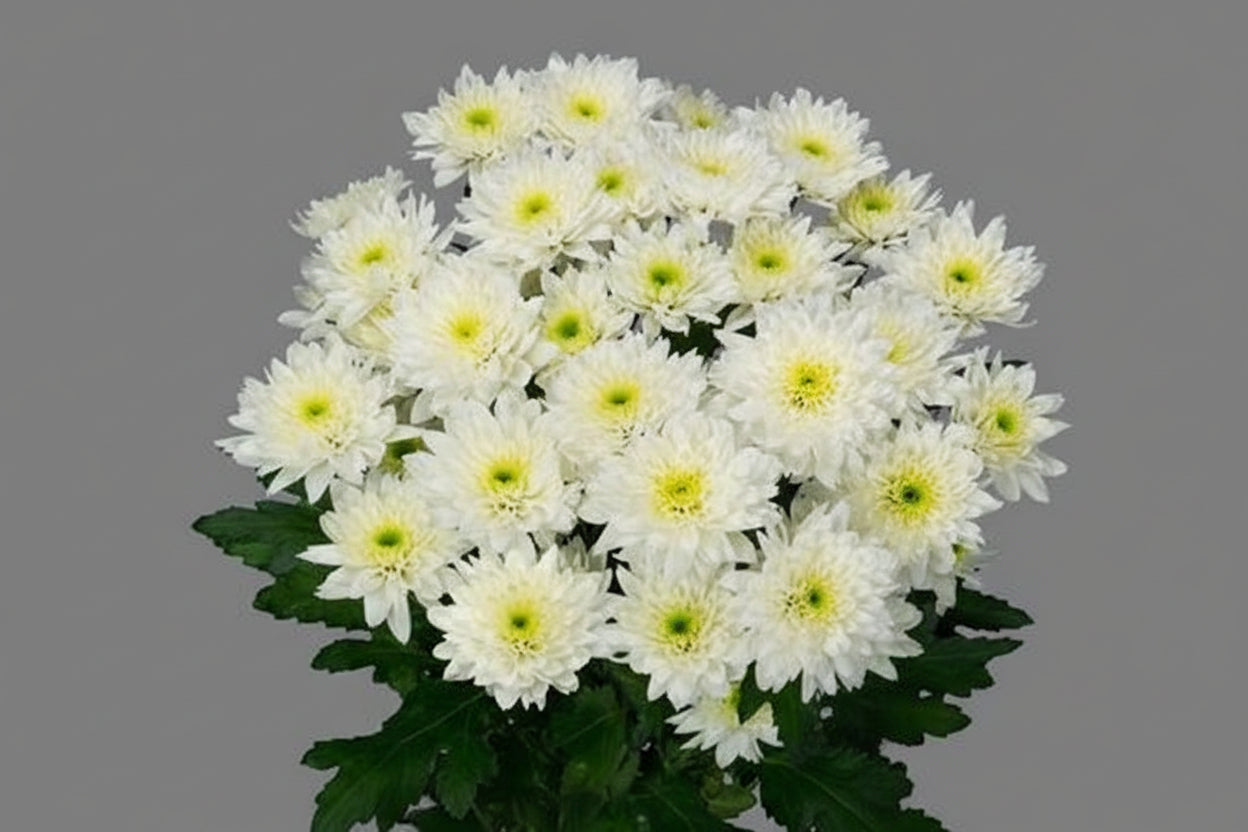 Farm Fresh Spray Chrysanthemum T Euro (Bunch of 5 stems, Length 70cm) (PACK OF 2)