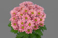 Farm Fresh Spray Chrysanthemum T Resq Lucie (Bunch of 5 stems, Length 70cm) (PACK OF 2)
