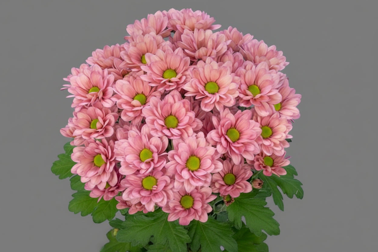 Farm Fresh Spray Chrysanthemum T Resq Lucie (Bunch of 5 stems, Length 70cm) (PACK OF 2)