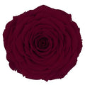 Artificial Preserved Rosa Xxl Red 01