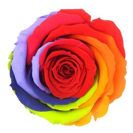 Artificial Preserved Rosa Xl Rainbow Red 02