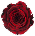 Artificial Preserved Rosa Xl Red Black Fleck 03