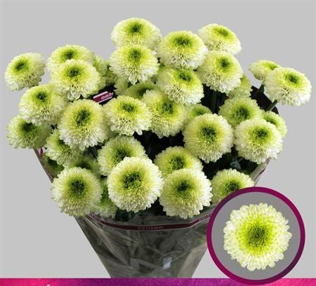 Farm Fresh Spray Chrysanthemum T Fontina (Bunch of 5 stems, Length 70cm) (PACK OF 2)