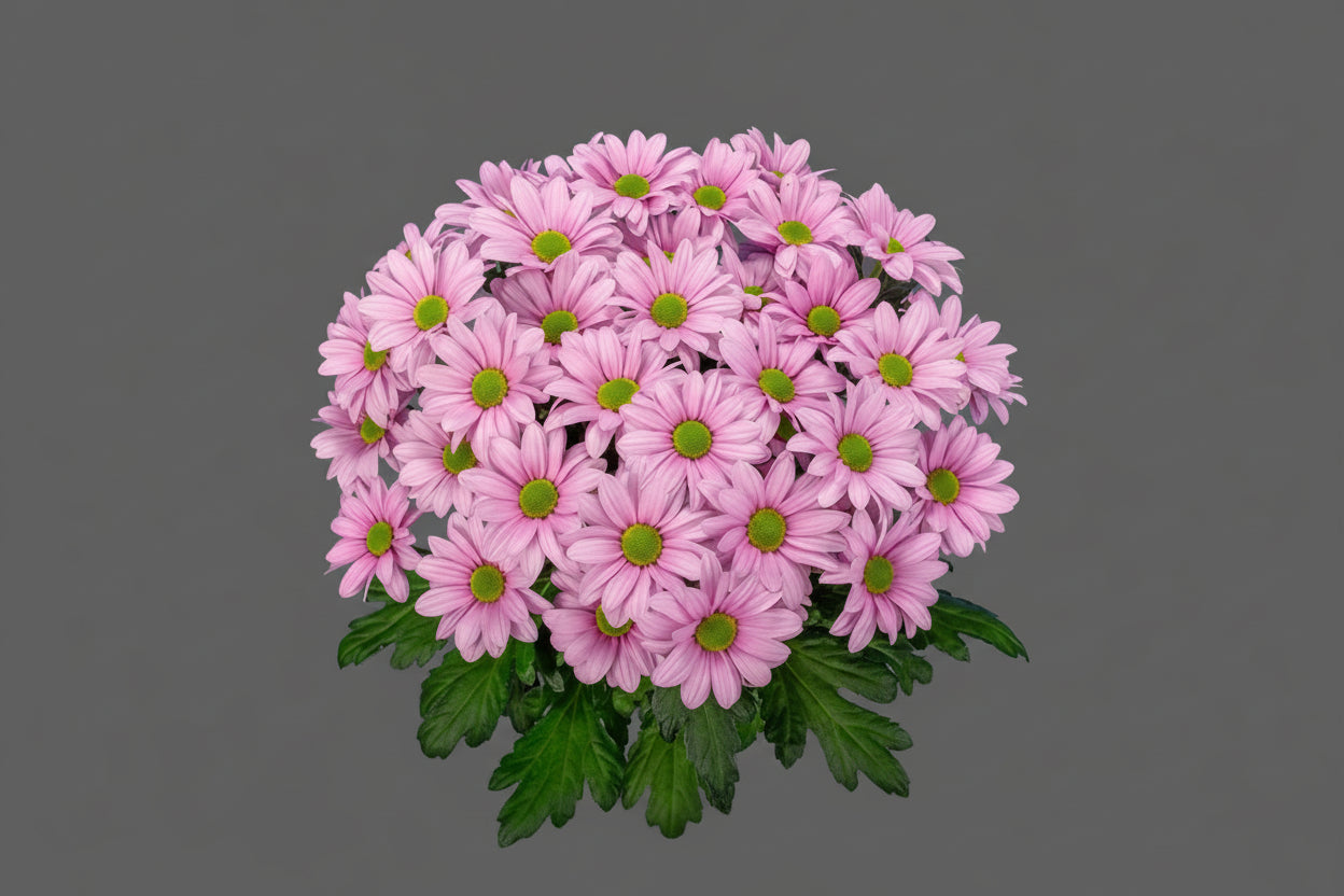 Farm Fresh Spray Chrysanthemum T Ballerina Pink (Bunch of 5 stems, Length 70cm) (PACK OF 2)