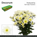 Farm Fresh Spray Chrysanthemum T Delianne White (Bunch of 5 stems, Length 70cm) (PACK OF 2)