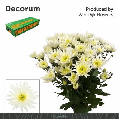 Farm Fresh Spray Chrysanthemum T Delianne White (Bunch of 5 stems, Length 70cm) (PACK OF 2)