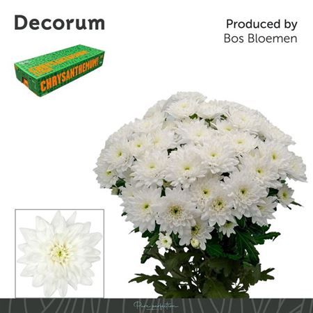 Farm Fresh Spray Chrysanthemum T Baltica (Bunch of 5 stems, Length 70cm) (PACK OF 2)