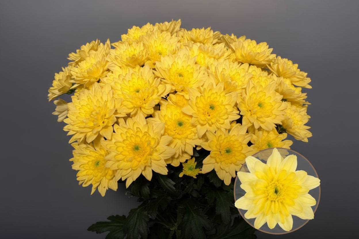Farm Fresh Spray Chrysanthemum T Baltica Yellow (Bunch of 5 stems, Length 70cm) (PACK OF 2)