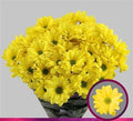 Farm Fresh Spray Chrysanthemum T Celebrate (Bunch of 5 stems, Length 70cm) (PACK OF 2)