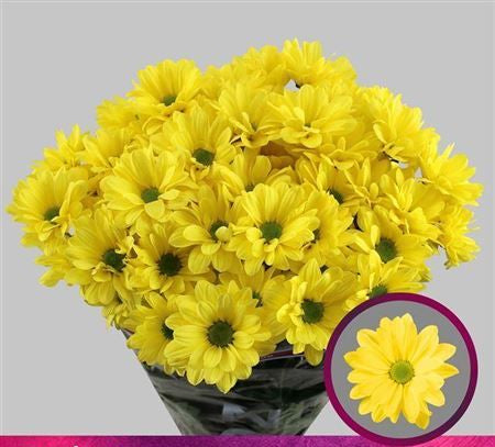 Farm Fresh Spray Chrysanthemum T Celebrate (Bunch of 5 stems, Length 70cm) (PACK OF 2)