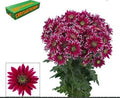Farm Fresh Spray Chrysanthemum T Bolte (Bunch of 5 stems, Length 70cm) (PACK OF 2)