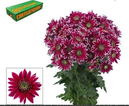 Farm Fresh Spray Chrysanthemum T Bolte (Bunch of 5 stems, Length 70cm) (PACK OF 2)