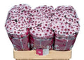 Farm Fresh Santini Sweetheart (Bunch of 25 stems, Length 55cm)