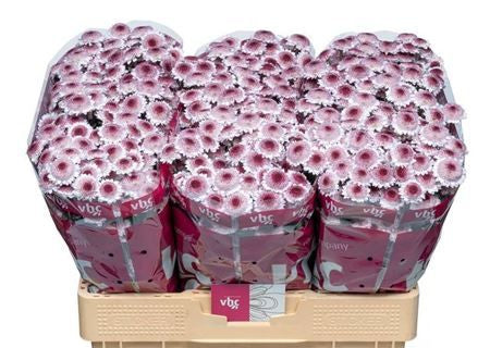 Farm Fresh Santini Sweetheart (Bunch of 25 stems, Length 55cm)
