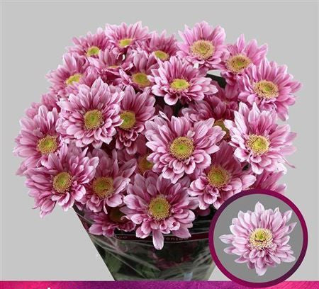 Farm Fresh Spray Chrysanthemum T Serenity Sweet (Bunch of 5 stems, Length 70cm) (PACK OF 2)