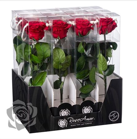 Preserved Rosa With Stem Red 02 30cm