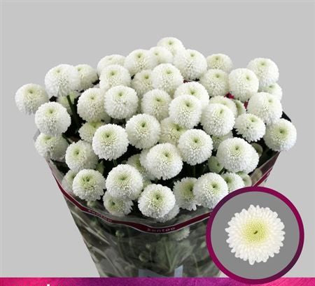 Farm Fresh Spray Chrysanthemum T Newton (Bunch of 5 stems, Length 70cm) (PACK OF 2)