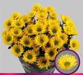 Farm Fresh Spray Chrysanthemum T Korona (Bunch of 5 stems, Length 70cm) (PACK OF 2)