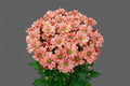 Farm Fresh Spray Chrysanthemum T Summer Love (Bunch of 5 stems, Length 70cm) (PACK OF 2)